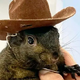 Internet-famous squirrel Peanut seized and euthanised by New York authorities, fans express fury | The Express Tribune