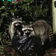 My husband was determined to poison the raccoons that kept invading our backyard, but what they pulled from our trash left me completely shocked