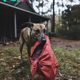 Four Years after My Husband Went Missing, a Dog Brought Me the Jacket He Was Wearing on the Day He Disappeared