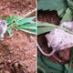 A wayward mouse undergoes “rehabilitation” after consuming a cannabis plant