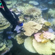 Great Barrier Reef faces 'significant coral deaths' following recent climate events | The Express Tribune