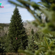 White House Christmas Tree Is a Symbol of Resilience for Hurricane-Hit North Carolina Farms