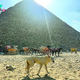 Stray pyramid pup scales new heights of fame | The Express Tribune