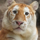 Meet Ava, the Golden Tiger Cub in Thailand Set to Be the Next Cute Viral Sensation