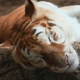 How to See Ava, Chiang Mai Night Safari’s Golden Tiger