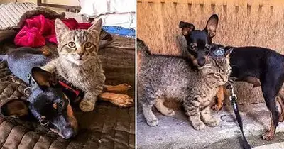 Stray Kitten Fell In Love With Puppy, Keeps Coming Back To See Him