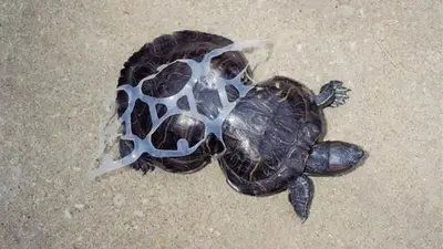 Turtle Cut Free From Plastic 6-Pack Ring 20 Years Ago Is An Anti-Litter Crusader