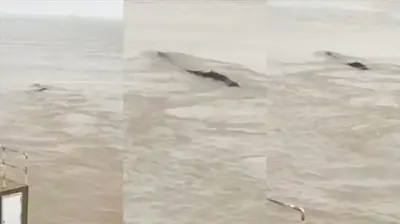 Legendary Loch Ness Monster Recorded In China?! A Mysterious Creature Was Spotted In The River