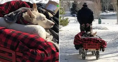 Man Takes His Paralyzed Dog For A Stroll In A Wagon Every Day, Says She’d Do The Same For Him