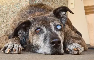 Blind Dog Without A Leg That Waited For 10 Years To Be Adopted, Now He Is The Happiest