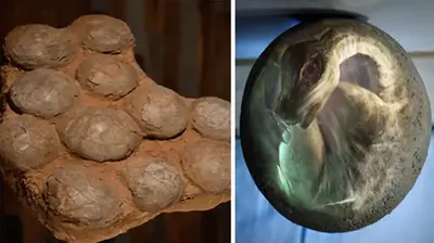 Ancient Fossilized Dinosaur Eggs With Immense Claws Were Discovered in Mongolia