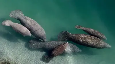 Endangered status sought for manatees as hundreds starve