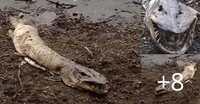 Terrifying ‘Roch Ness monster’ found washed up by British lake