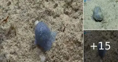 Scientists Don’t Know What to Do With This Weird ‘Blue Goo’ Ocean Organism