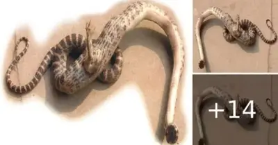 Strange Phenomenon: Snakes With Legs And Claws First Appeared In China