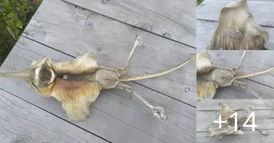 ‘It looks like the devil’: Mystery sea creature baffles locals after washing up on a New Zealand beach… so do you know what it is?