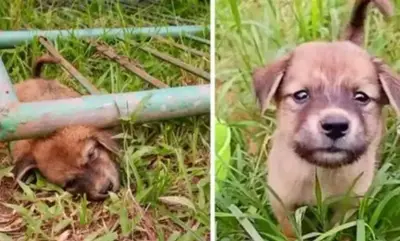 Stray Pup Got Stuck Under A Gate Screaming In Pain, Until He Passed Out