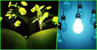 Luminous plants can help people read books at night instead of using electric light bulbs