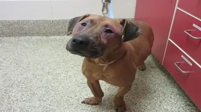 Dog Suffering With Allergies Gets Fantastic ‘Glow-Up’ Thanks To Rescue