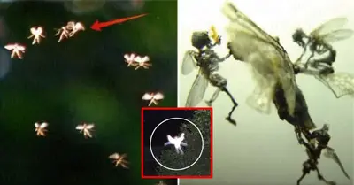 6 Cases Of Encountering "Fairy Fairies" In Real Life That Shocked History