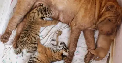 A wrinkled sand-colored dog adopts three abandoned tiger cubs