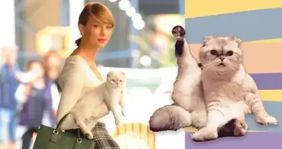 Inside the Glamorous Life of Taylor Swift’s Cats