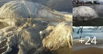 In the Philippines, a large, hairy-looking mystery creature washed ashore