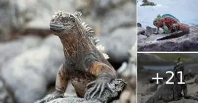 Sneezing out salt, a sea iguana remarks, “Swim lizards resemble Godzilla.”