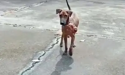 Stray Dog Is Afraid of People Taking All 'Courage' Asking 1 Man To Take His Pain Away