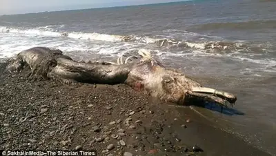 The Strange Mutant Sea "Monster" Washed Ashore In The Russian Far East: Like A Dolphin But With Thick Hair