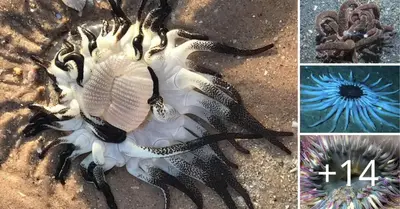 A strange creature with several wriggling tentacles surfaced off the coast of Australia