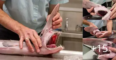 Αustralia discovers a rare “alien of the deep” goblin shark