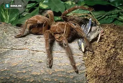 Close-Up Of The Giant Spider, The Largest In The World, Everyone Who Sees It Shivers In Fear