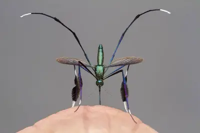 The World's Most Beautiful Mosquito Species Is Sought After By Photographers