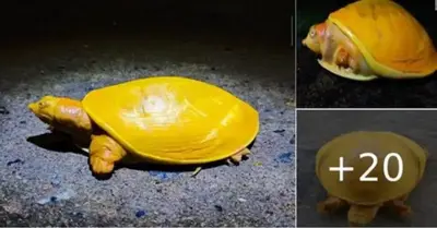 An Uncommon Golden Flapshell “Grilled Cheese” Turtle Was Discovered in India