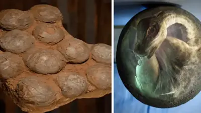 Ancient Fossilized Dinosaur Eggs With Huge Claws Were Discovered in Mongolia - Just Paranormal