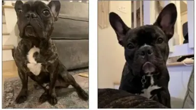 2 French bulldogs stolen from pregnant woman during armed robbery, LA police say