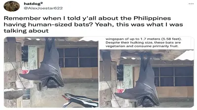 The 'human-sized' bat that appeared in the Philippines hanging upside down from the ceiling caused a stir online recently