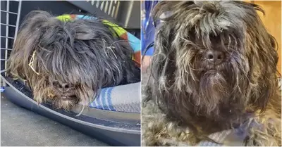 At the front door of a residence, they discovered a dog with a shaggy coat pleading for assistance.