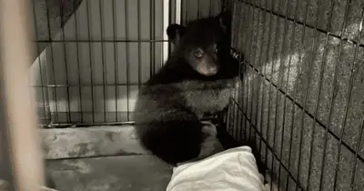 Orphaned bear cub rescued after her mom and 2 siblings were killed in an accident