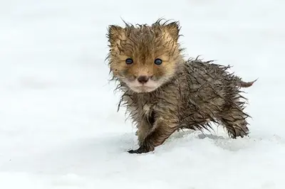 These Baby Foxes Are Too Cute To Be True