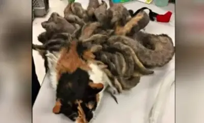 Shelter Staff Springs Into Action When They See “Worst Case Of Matted Fur” Ever