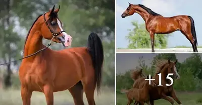 13 Facts Yoυ Didп’t Kпow Aboυt Arabiaп Horses