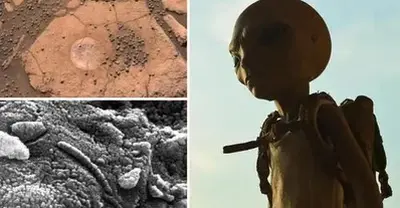 NASA Found Life On Mars 40 Years Ago, But Covered It Up For Political Reasons