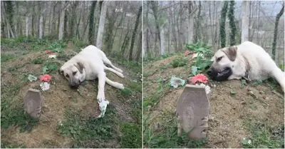 Its owner went away five years ago, yet he continues to go to the grave every day since the anguish won’t go away.