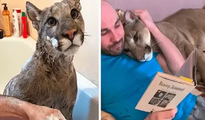 Rescued puma can’t be released into wild so he lives as a spoiled house cat.