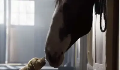 Clydesdale Horses Rescue Lost Puppy In Heartwarming Super Bowl Ad