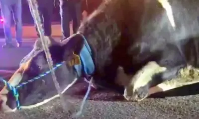 Pregnant cow desperate to save baby, jumps off truck on way to slaughterhouse