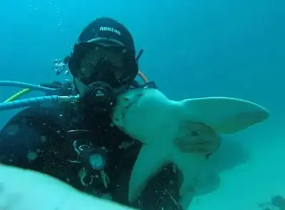 Every time she sees her human friend, Port Jackson Shark Swims Up To Him And Asks For Cuddles