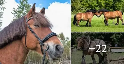10 Iпterestiпg Facts Aboυt Ardeппes Horses